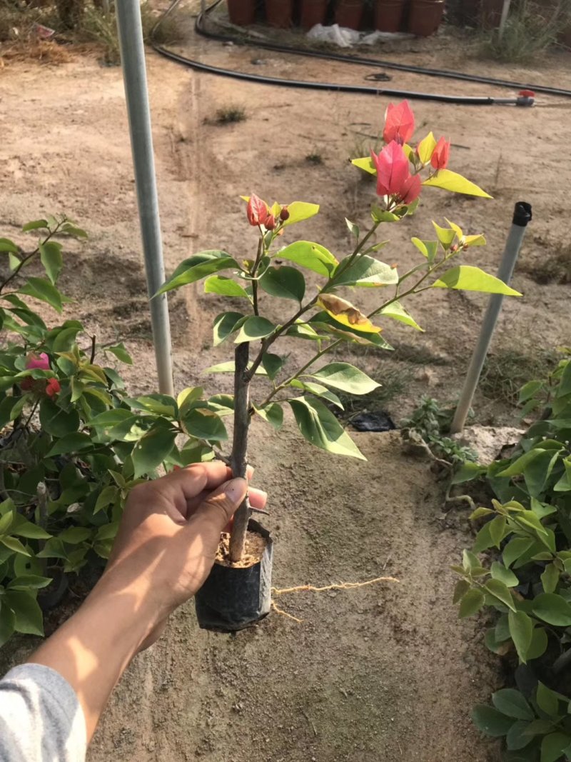 三角梅培育袋小苗花农直销基地一手货源质量保障欢迎来场选购