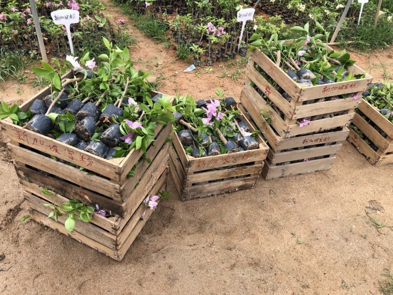 三角梅培育袋小苗花农直销基地一手货源质量保障欢迎来场选购