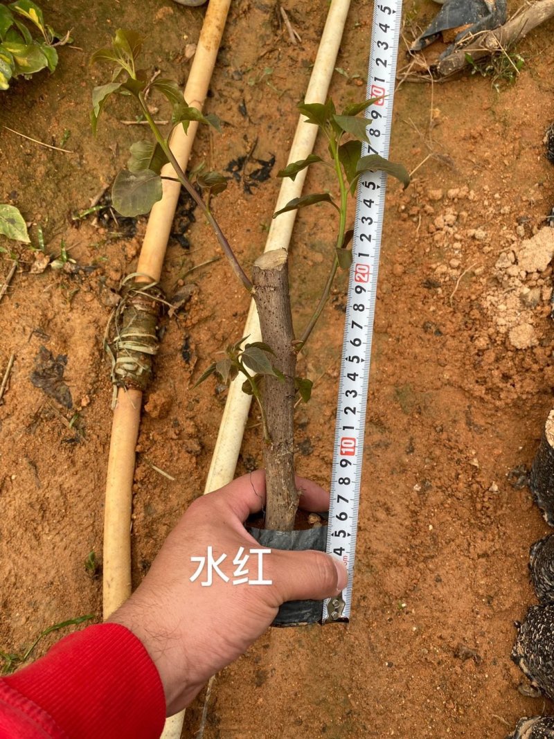 三角梅培育袋小苗花农直销基地一手货源质量保障欢迎来场选购