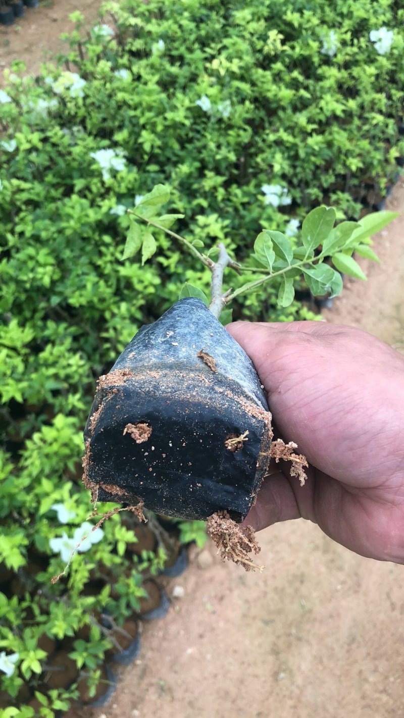 三角梅培育袋小苗花农直销基地一手货源质量保障欢迎来场选购