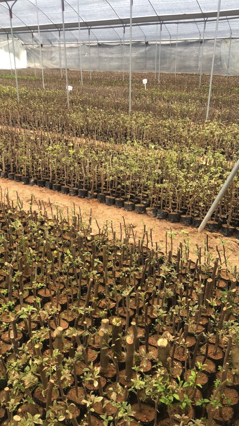 三角梅培育袋小苗花农直销基地一手货源质量保障欢迎来场选购