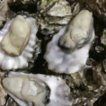 渤海湾生蚝