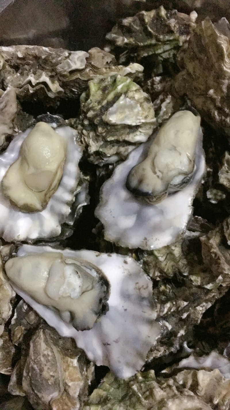渤海湾生蚝