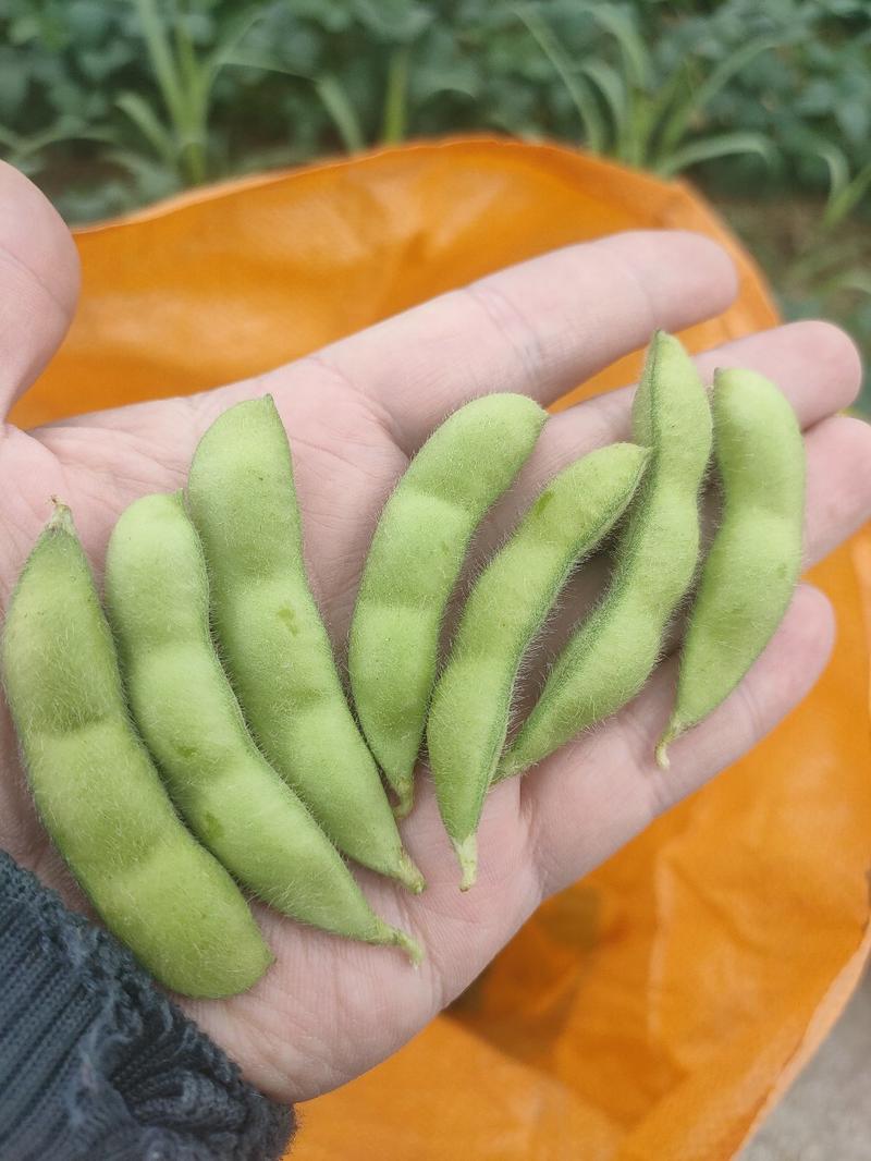 绿宝石毛豆，颗粒饱满，个大均匀，产地直销