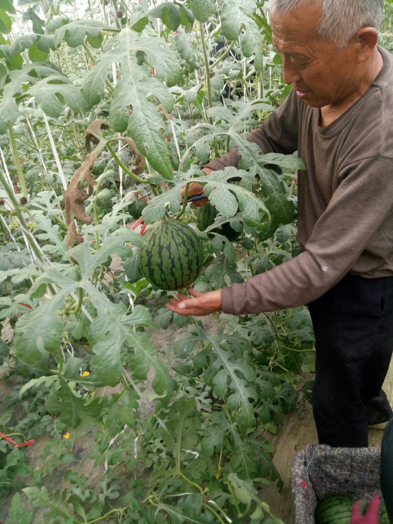 【实力推荐】山东潍坊昌乐精品全美2k西瓜大量上市中
