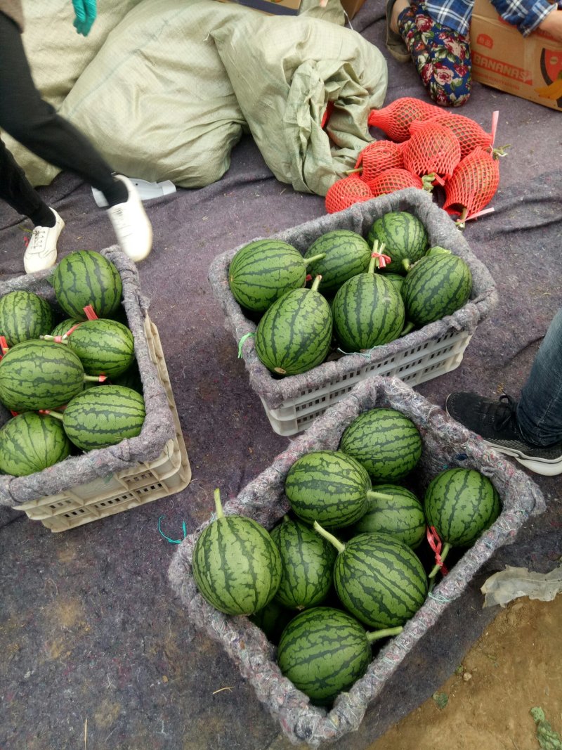 【实力推荐】山东潍坊昌乐精品全美2k西瓜大量上市中