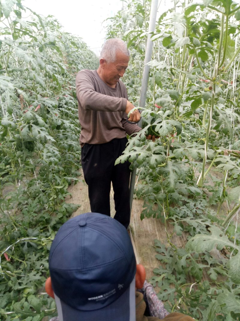 【实力推荐】山东潍坊昌乐精品全美2k西瓜大量上市中