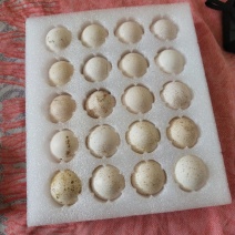 火鸡蛋！营养价值高，口感好，尼古拉！青铜！