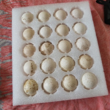 火鸡蛋！营养价值高，口感好，尼古拉！青铜！