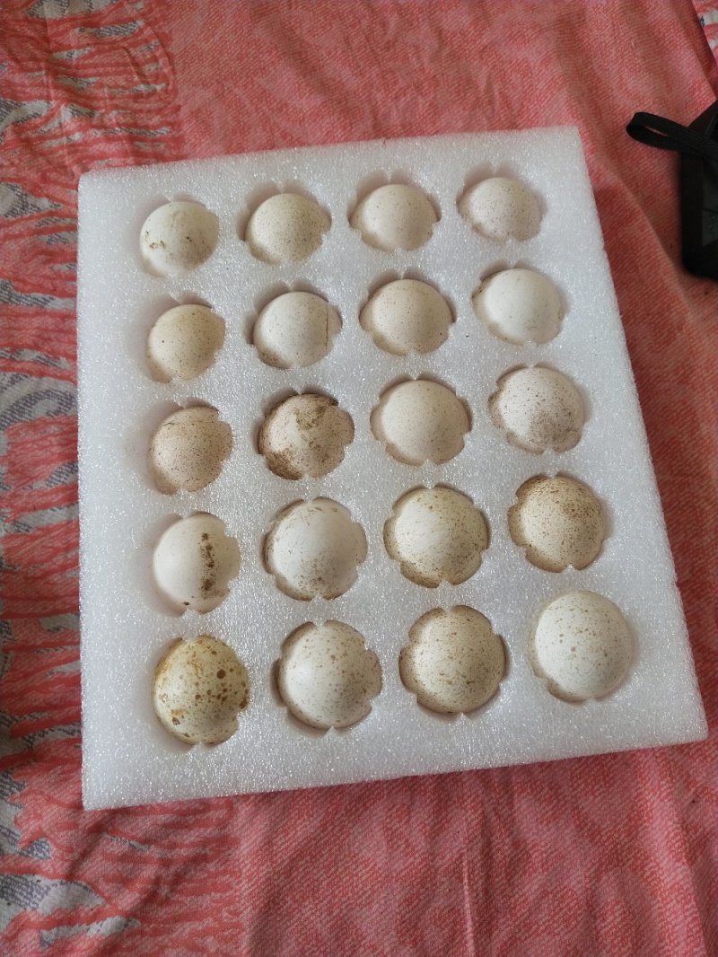 火鸡蛋！营养价值高，口感好，尼古拉！青铜！