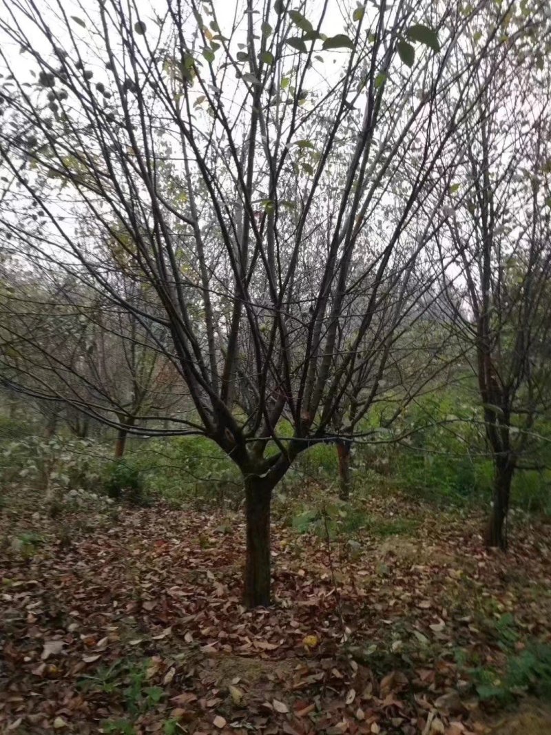 河南木瓜海棠，木瓜树，木瓜海棠，产地供应木瓜海棠