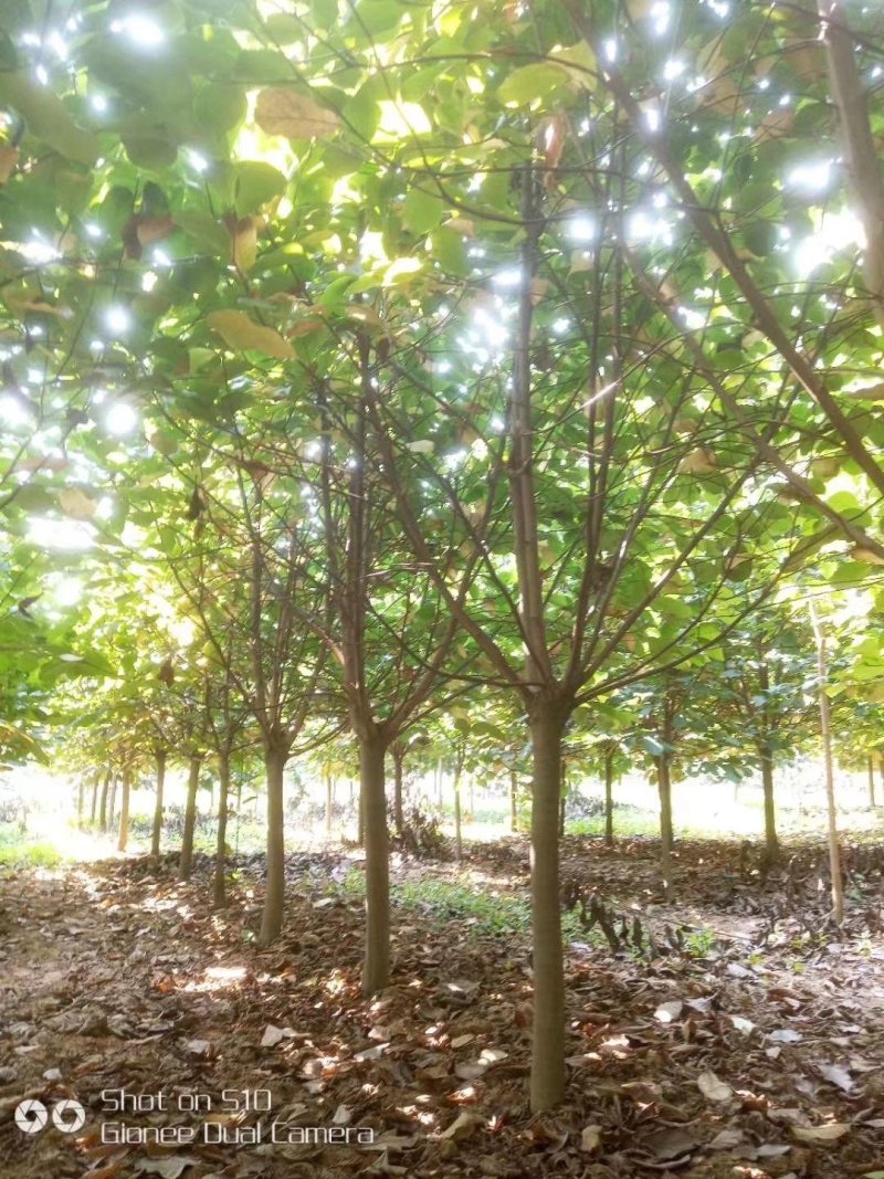 河南南阳供应紫玉兰，红玉兰，白玉兰，黄玉兰，