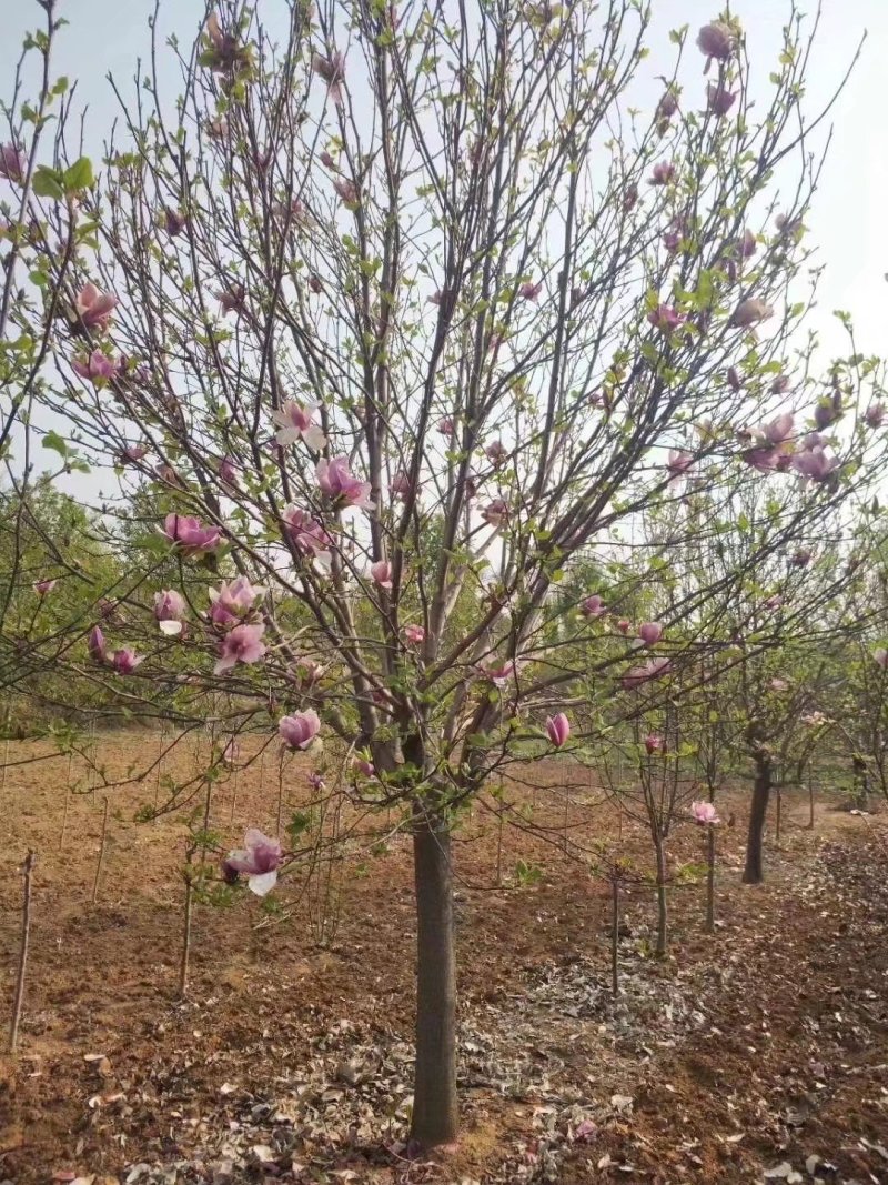 高杆玉兰树，红黄白紫玉兰，南召玉兰之乡，