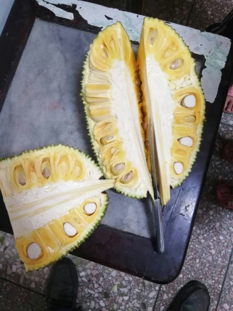 菠萝蜜苗.榴莲蜜苗
