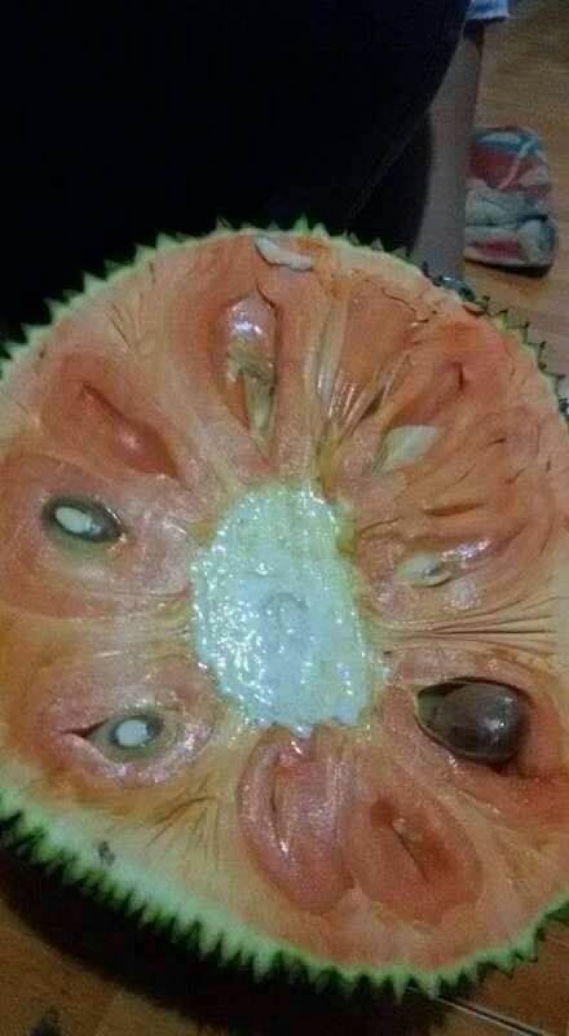 菠萝蜜苗.榴莲蜜苗