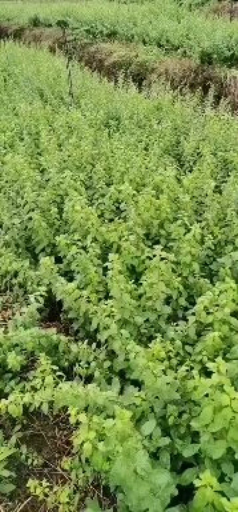 有大叶枸杞苗出售，圆叶