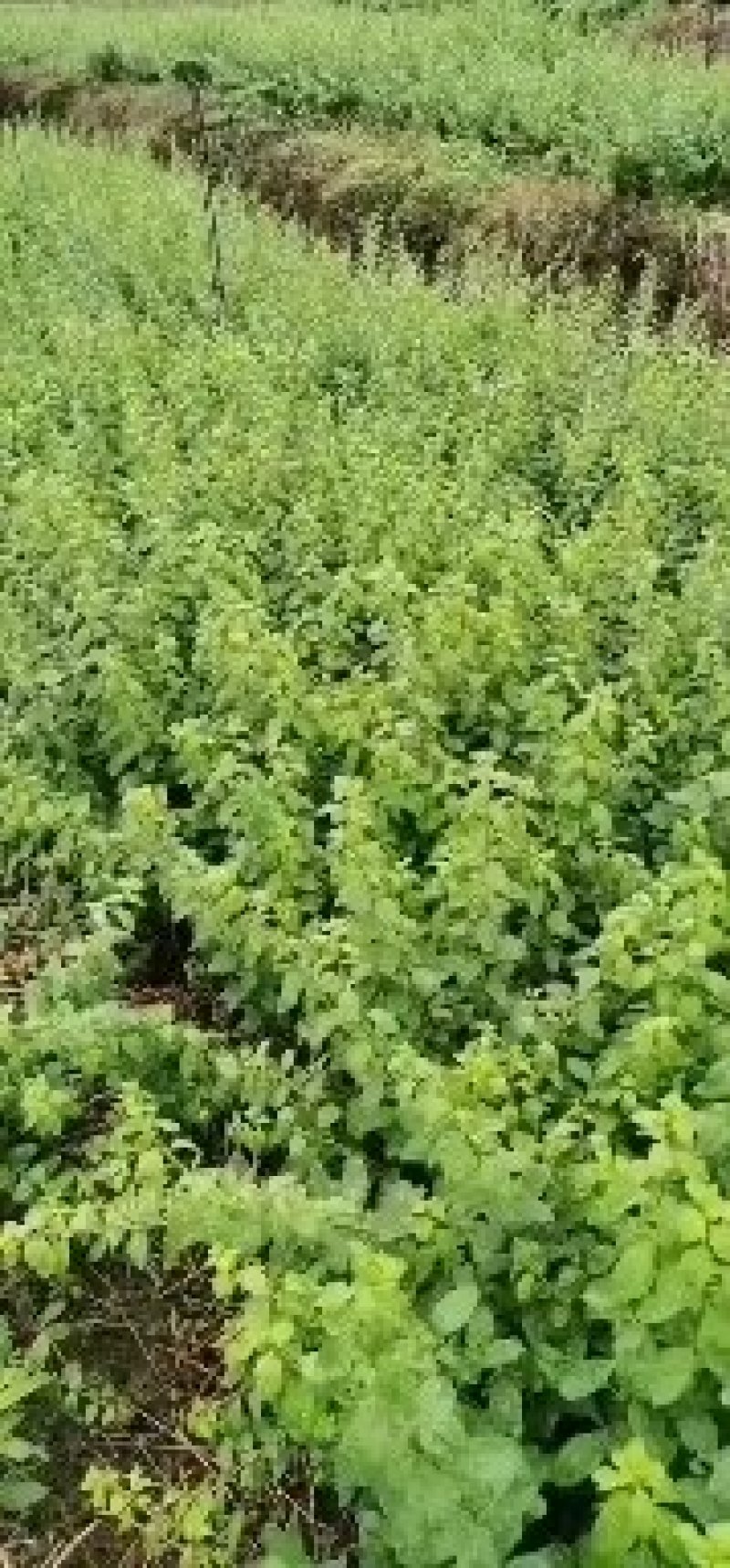 有大叶枸杞苗出售，圆叶