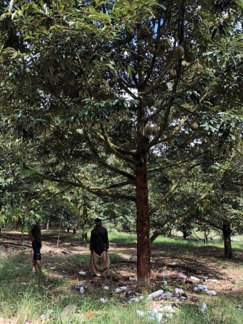 巴掌金枕榴莲巴掌干尧榴莲泰国产地直销