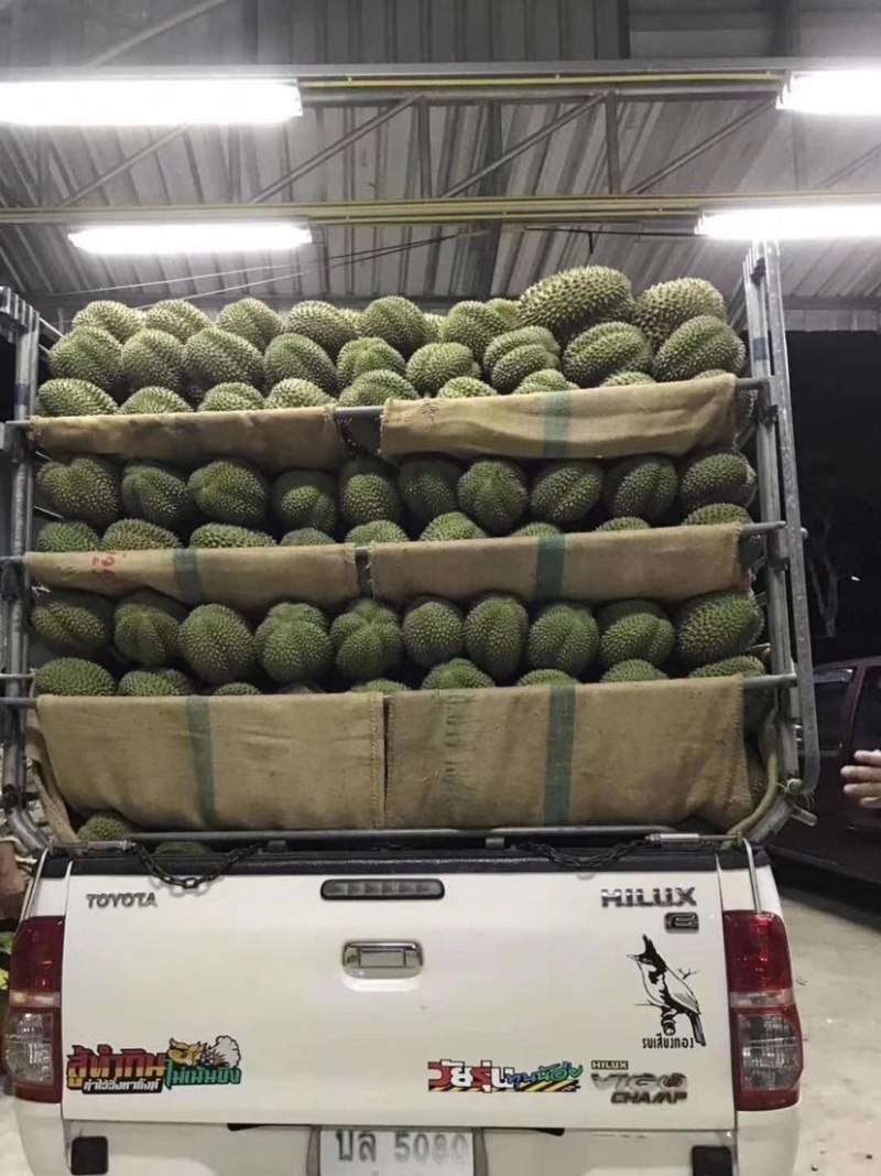 巴掌金枕榴莲巴掌干尧榴莲泰国产地直销