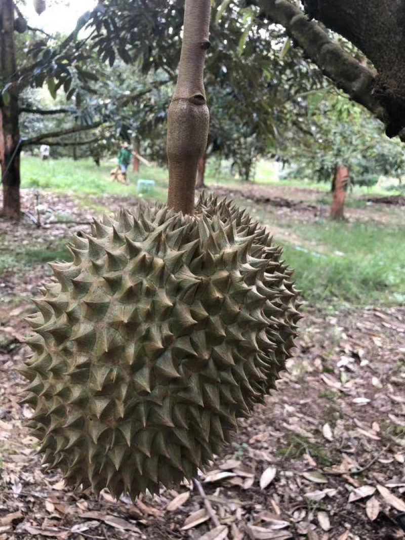 巴掌金枕榴莲巴掌干尧榴莲泰国产地直销