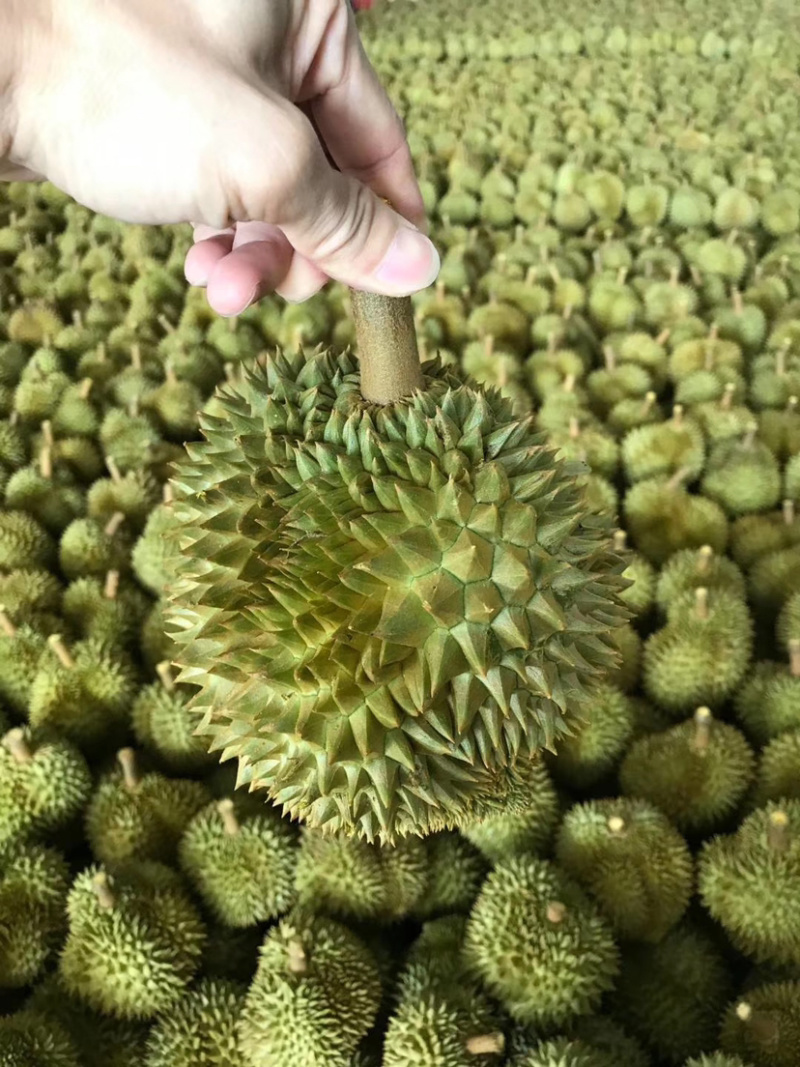 巴掌金枕榴莲巴掌干尧榴莲泰国产地直销