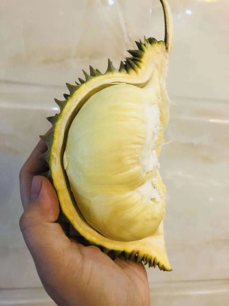 巴掌金枕榴莲巴掌干尧榴莲泰国产地直销