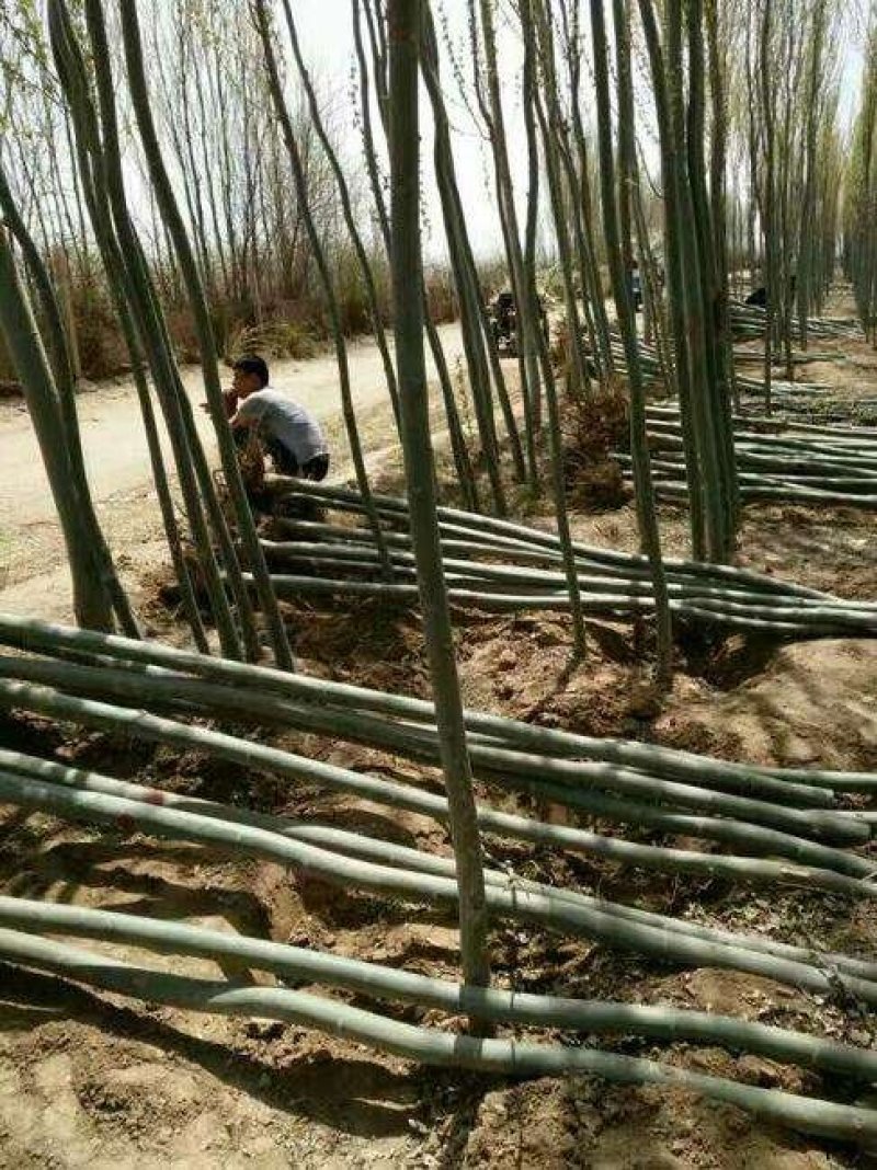 小美旱杨新疆杨速生杨河北货源低价处理