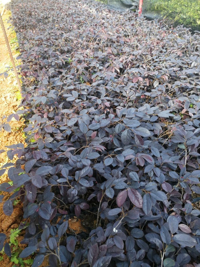 红继木，红檵木袋苗，红檵木小苗，红檵木球