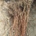 蓝靛果蓝靛果苗户外种植批发蓝靛果基地蓝靛果介绍