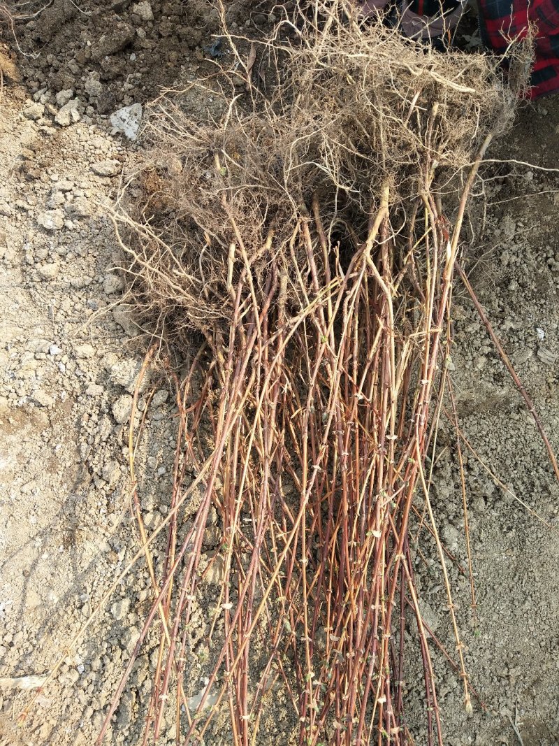 蓝靛果蓝靛果苗户外种植批发蓝靛果基地蓝靛果介绍