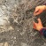 蓝靛果蓝靛果苗户外种植批发蓝靛果基地蓝靛果介绍