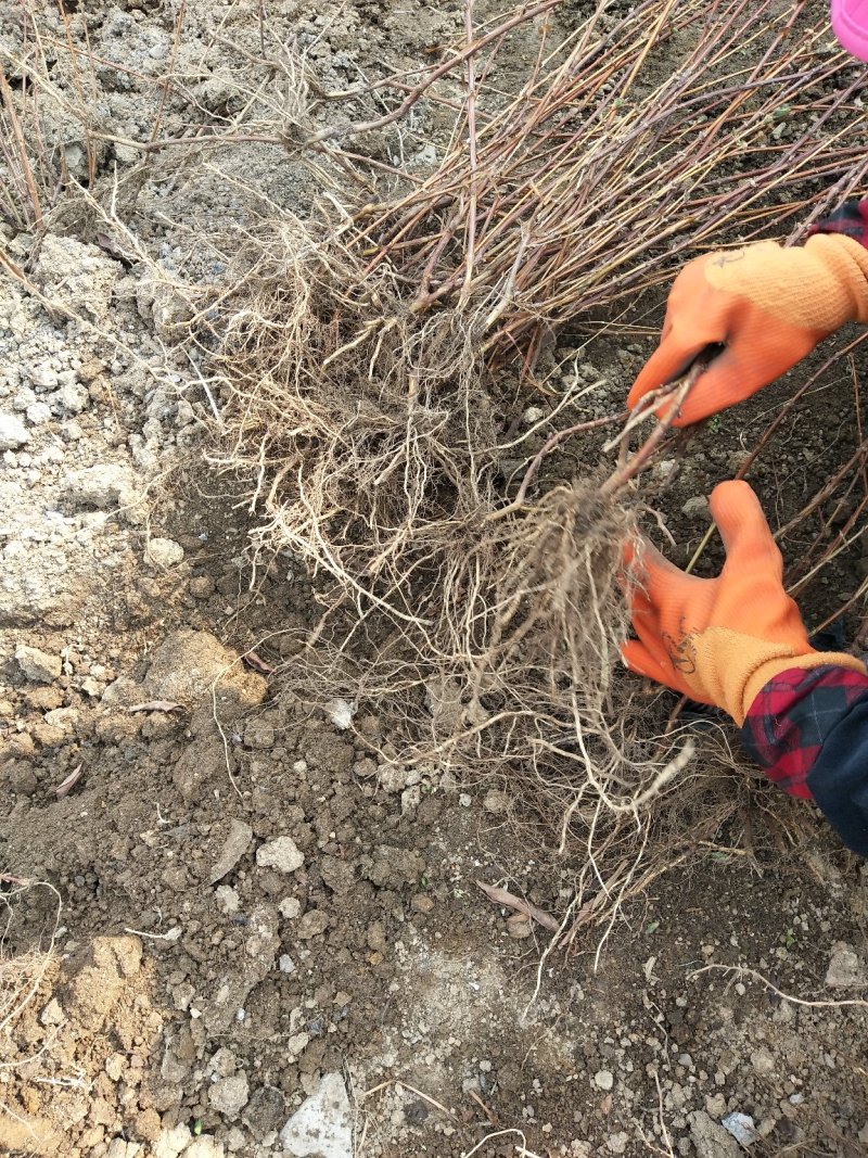 蓝靛果蓝靛果苗户外种植批发蓝靛果基地蓝靛果介绍