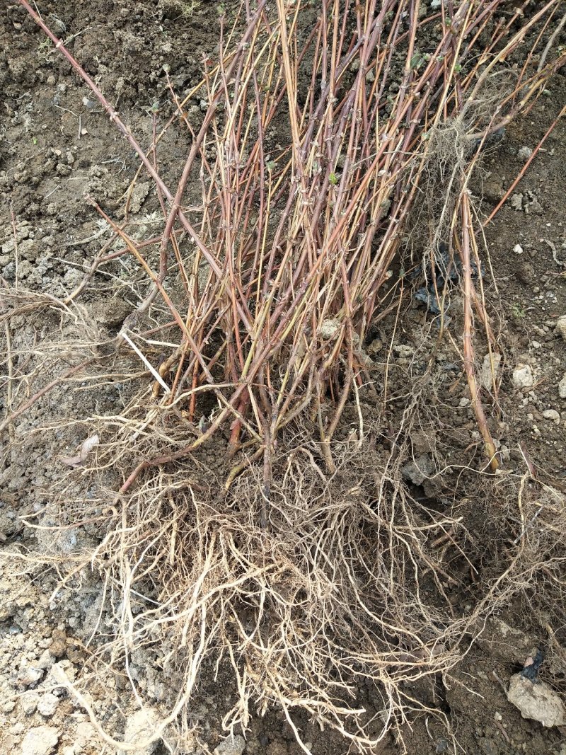 蓝靛果蓝靛果苗户外种植批发蓝靛果基地蓝靛果介绍