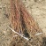 蓝靛果蓝靛果苗户外种植批发蓝靛果基地蓝靛果介绍