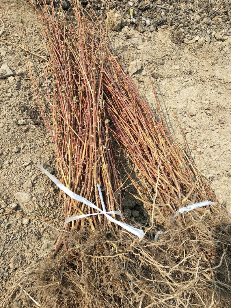 蓝靛果蓝靛果苗户外种植批发蓝靛果基地蓝靛果介绍