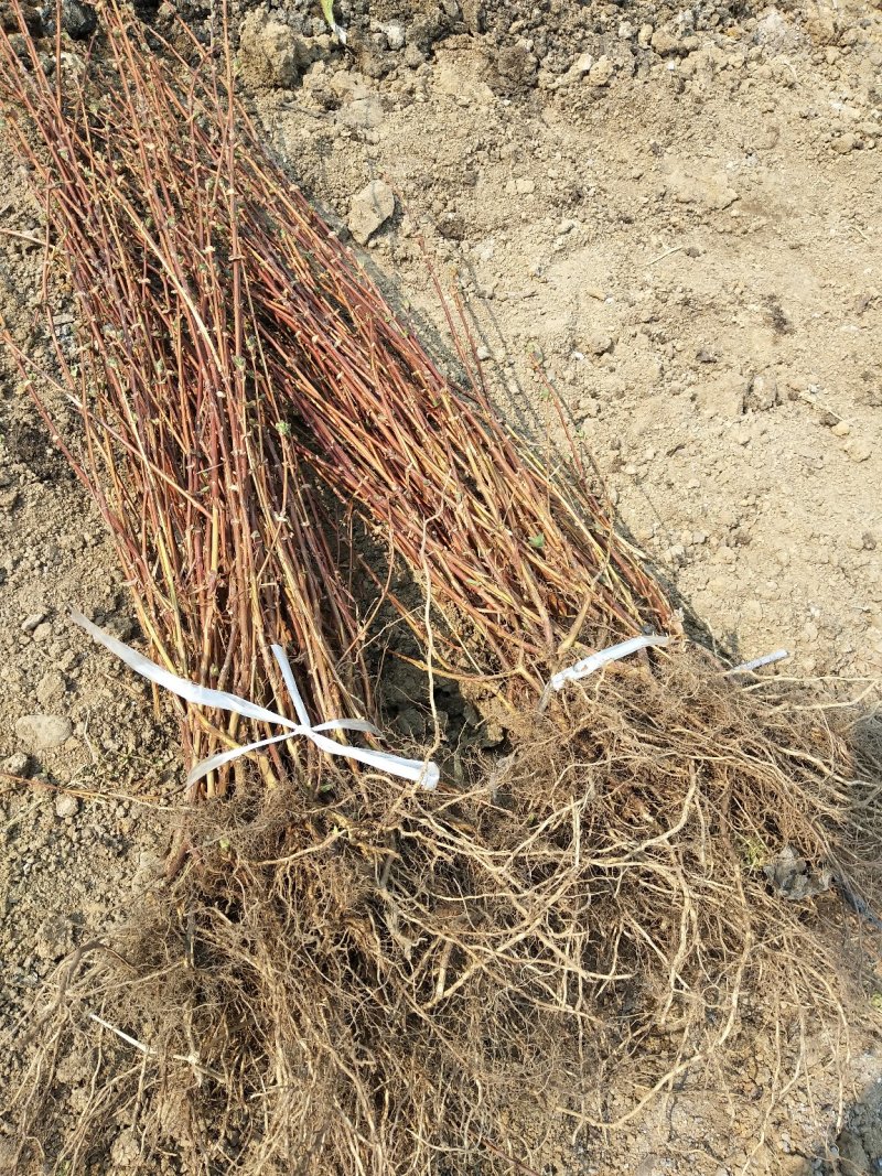 蓝靛果蓝靛果苗户外种植批发蓝靛果基地蓝靛果介绍