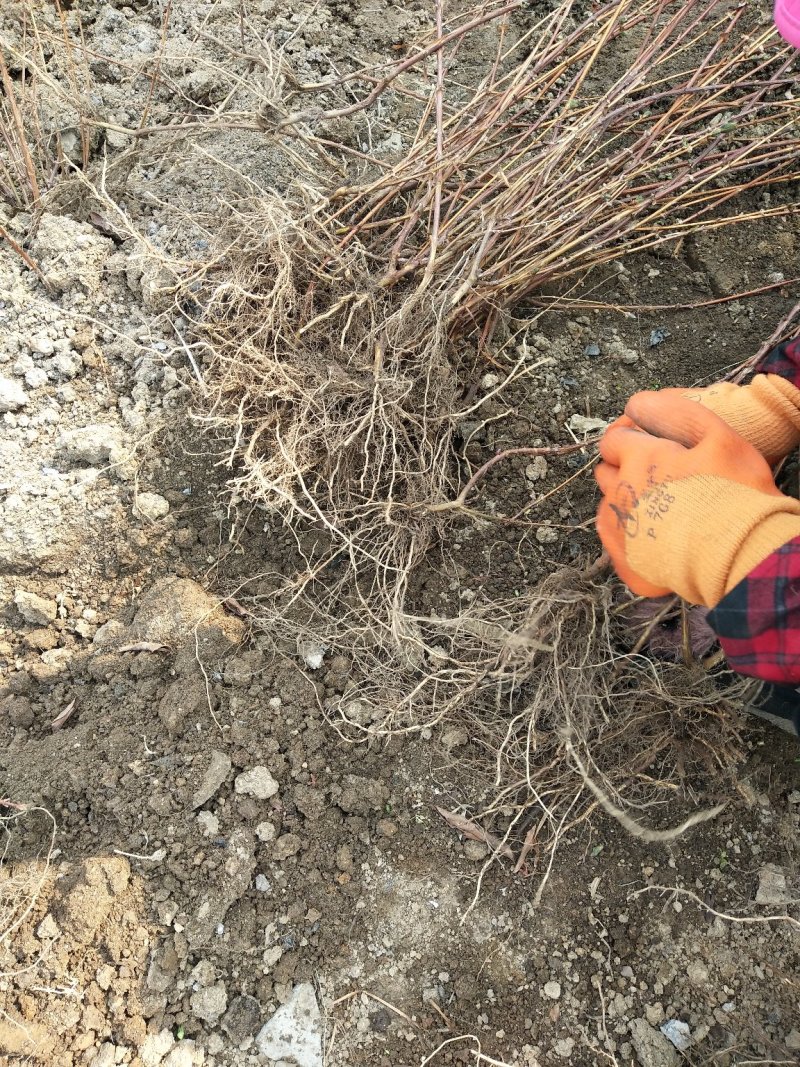 蓝靛果蓝靛果苗户外种植批发蓝靛果基地蓝靛果介绍