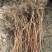 蓝靛果蓝靛果苗户外种植批发蓝靛果基地蓝靛果介绍