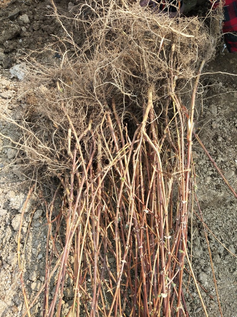 蓝靛果蓝靛果苗户外种植批发蓝靛果基地蓝靛果介绍