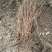 蓝靛果蓝靛果苗户外种植批发蓝靛果基地蓝靛果介绍