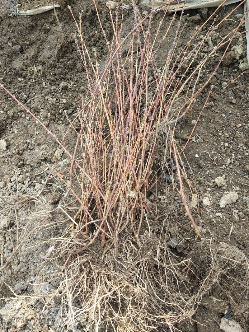 蓝靛果蓝靛果苗户外种植批发蓝靛果基地蓝靛果介绍