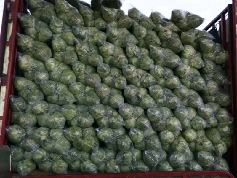 河北精品甘蓝大量上市，诚信代办规格齐全欢迎联系