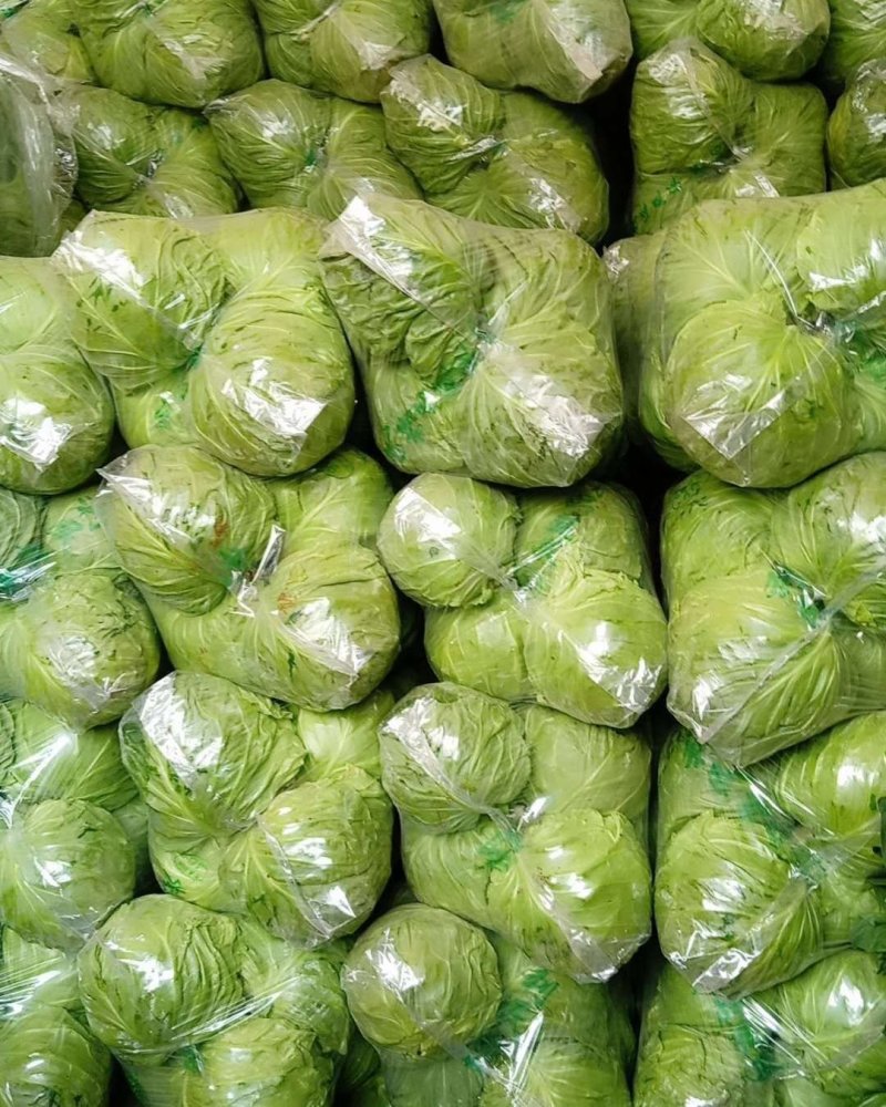 河北精品甘蓝大量上市，诚信代办规格齐全欢迎联系