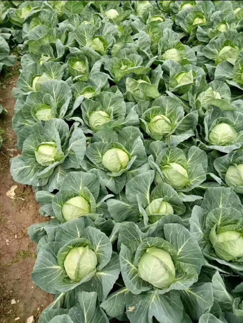 河北精品甘蓝大量上市，诚信代办规格齐全欢迎联系