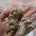 云南文山12头三七田七足头12头特级4年七大量批发