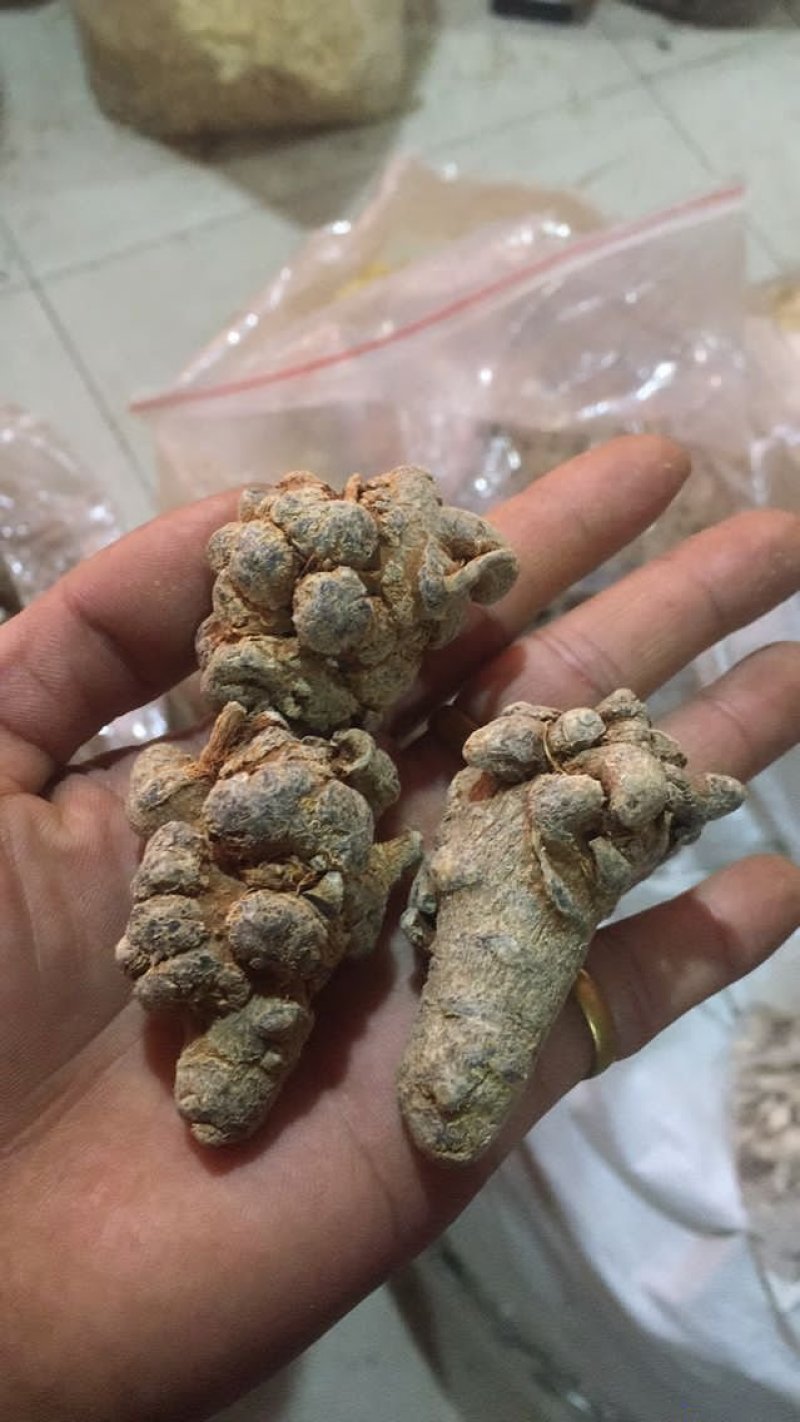 云南文山12头三七田七足头12头特级4年七大量批发