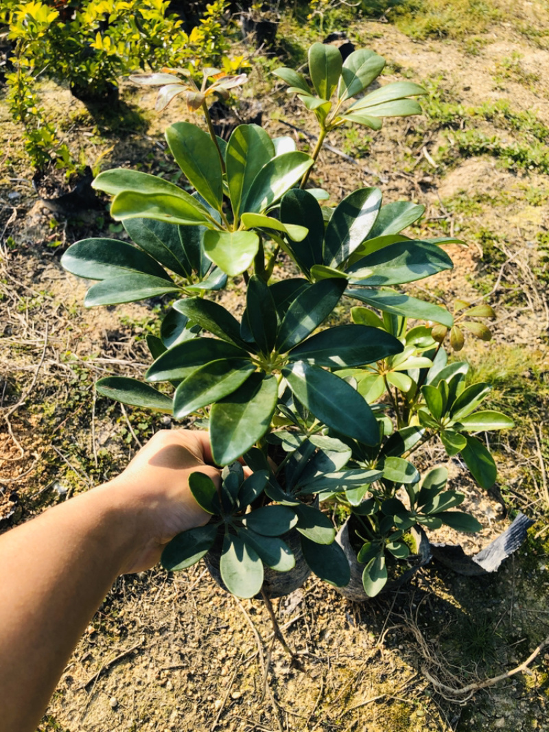 鸭脚木