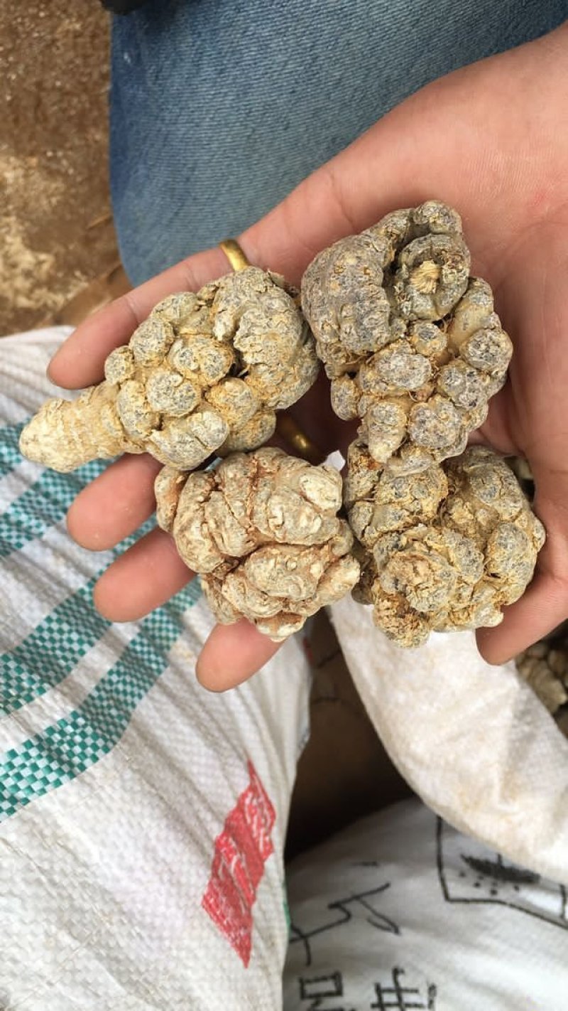 云南文山12头三七田七足头12头特级4年七大量批发