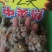 云南文山12头三七田七足头12头特级4年七大量批发