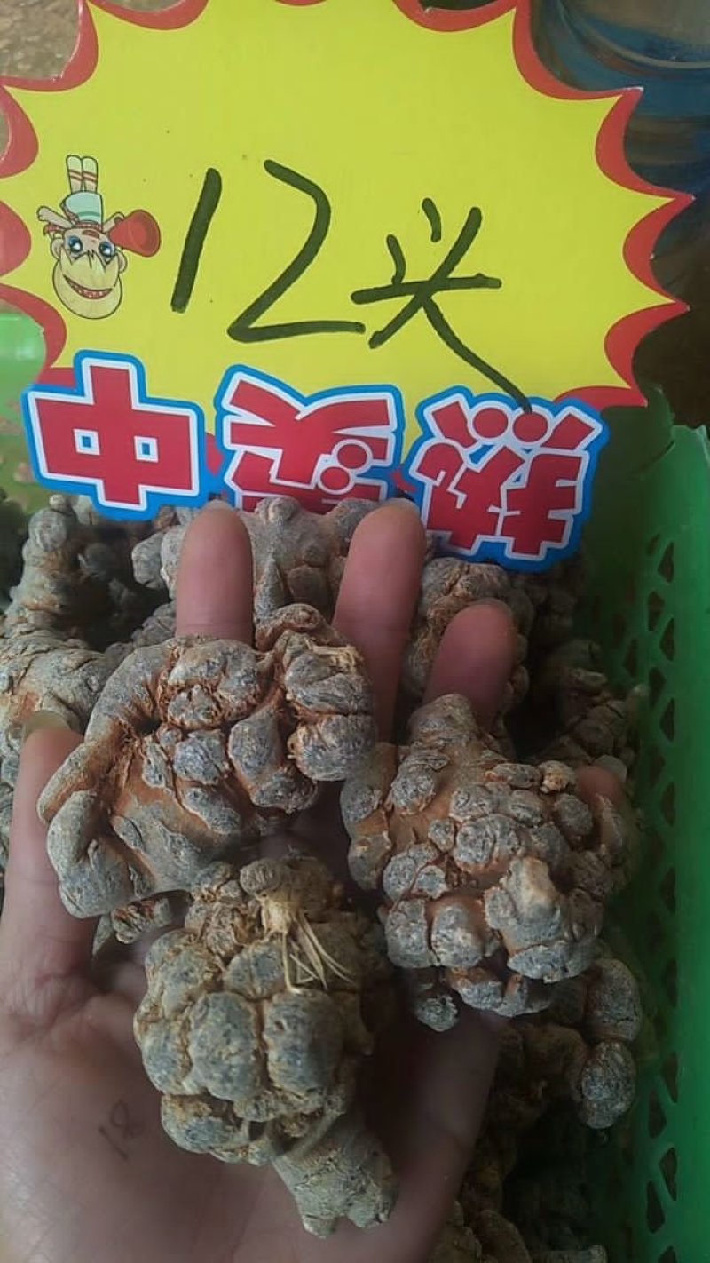 云南文山12头三七田七足头12头特级4年七大量批发